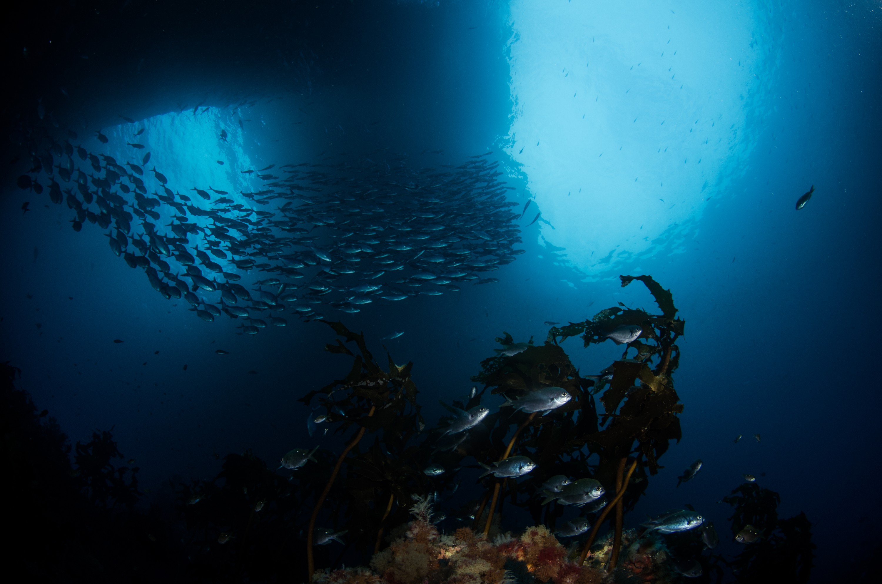 DSC_2207 – crispin, nz, new, zealand, new zealand, aug16_cm, poor, knights, reef, Blue, maomao, Scorpis, violacea,